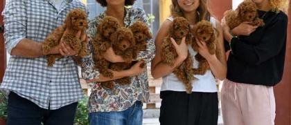 Cachorros de caniche toy rojos