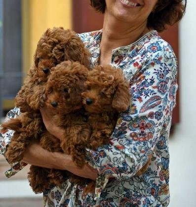Cachorros de caniche toy rojos